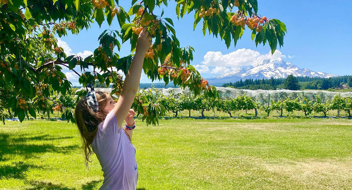 Child picking cherries from a tree with a snow-capped mountain and orchard in the background.