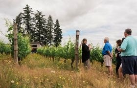 Small group walking through a vineyard with a guide on a cloudy day.