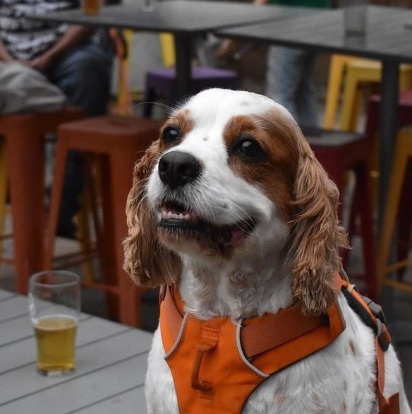 Dog at beer garden