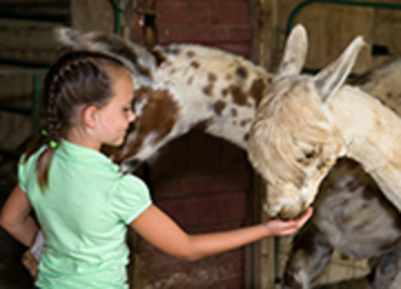 Little girl feeding llama