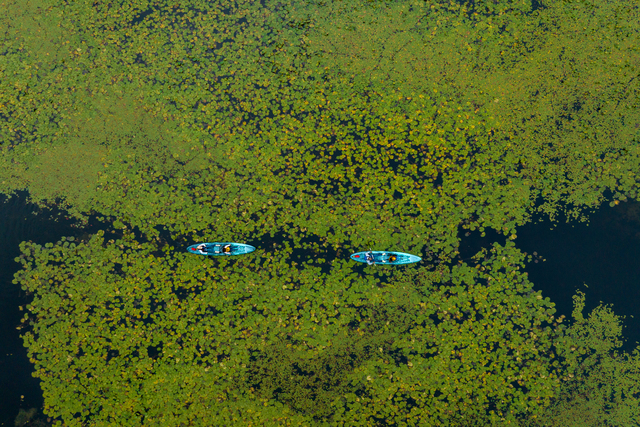 Birds eye view of two blue canoes on an algae infested lake
