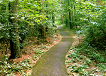 Paved trail with green shrub and trees aligning the path