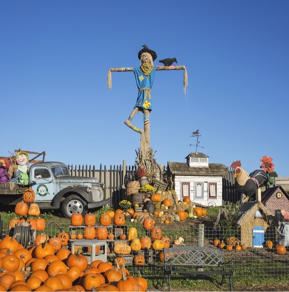 Pumpkin patch with scarecrow with bird on right arm