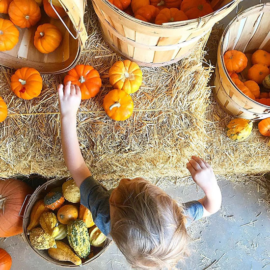 Pumpkin Patches & Corn Mazes