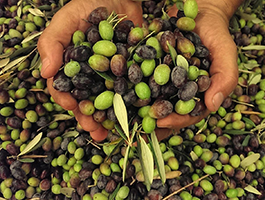 Olivepalooza