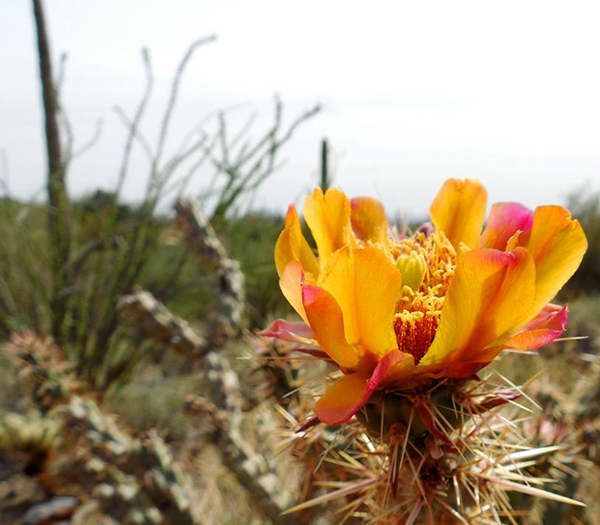 Things to do in Phoenix this Spring