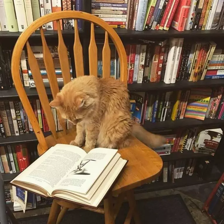 A cat sitting on a wooden chair looking at a book inside of Recycle Bookstore.