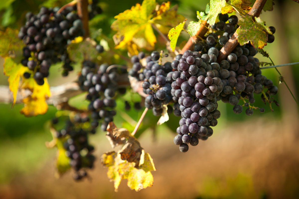 The festival of undiscovered grapes.