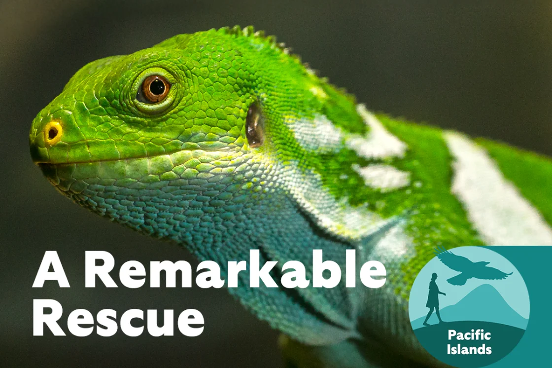 A Remarkable Rescue - Iguana Image