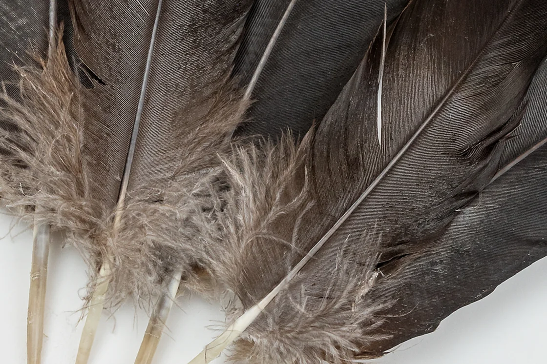 Feathers