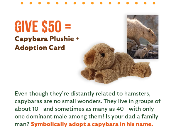 Give $50 = Capybara Plushie + Adoption Card - Even though they're distantly related to hamsters, capybaras are no small wonders. They live in groups of about 10 - and sometimes as many as 40 - with only one dominant male among them! Is your dad a family man? Symbolically adopt a capybara in his name.