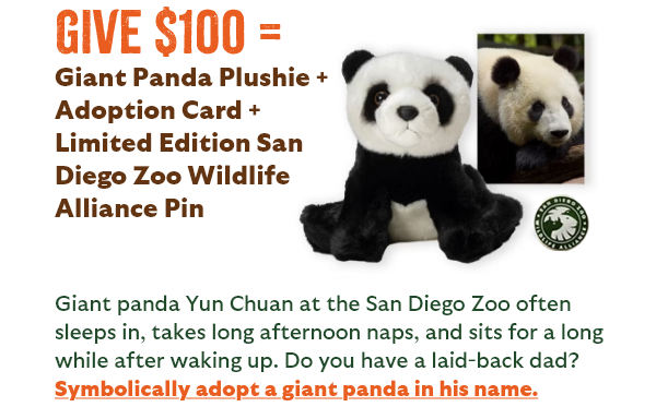 Give $100 = Giant Panda Plushie + Adoption Card + Limited Edition San Diego Zoo Wildlife Alliance Pin - Giant panda Yun Chuan at the San Diego Zoo often sleeps in, takes long afternoon naps, and sits for a long while after waking up. Do you have a laid-back dad? Symbolically adopt a giant panda in his name.