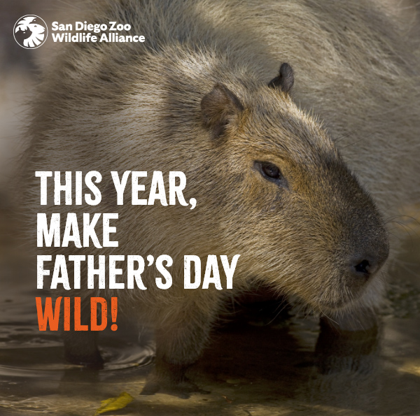 San Diego Zoo Wildlife Alliance - This year, make Father's Day wild!