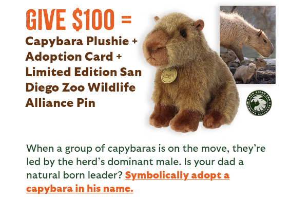 Give $100 = Capybara Plushie + Adoption Card + Limited Edition San Diego Zoo Wildlife Alliance Pin - When a group of capybaras is on the move, they're led by the herd's dominant male. Is your dad a natural born leader? Symbolically adopt a capybara in his name.