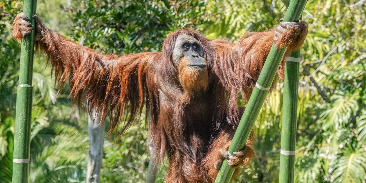 Orangutan