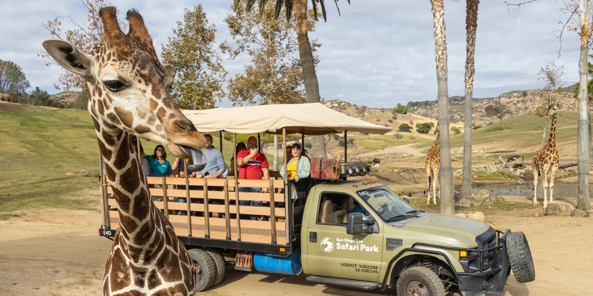Giraffe and Safari truck in background