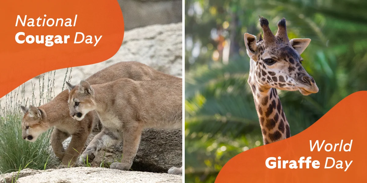 National Cougar Day - World Giraffe Day