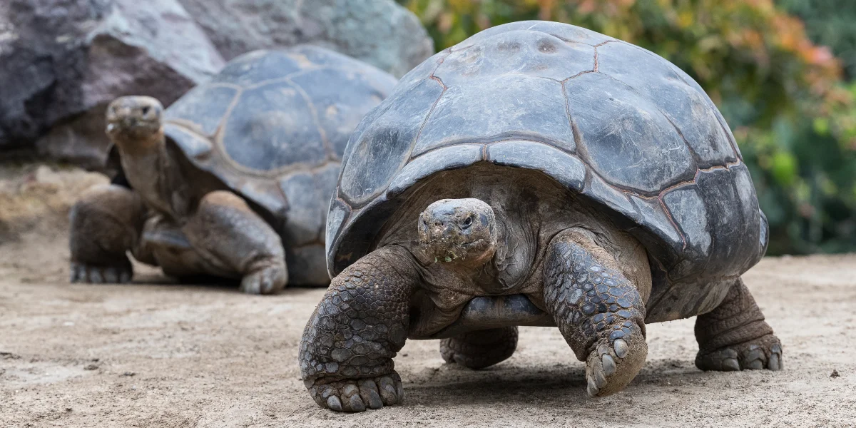 Tortoise