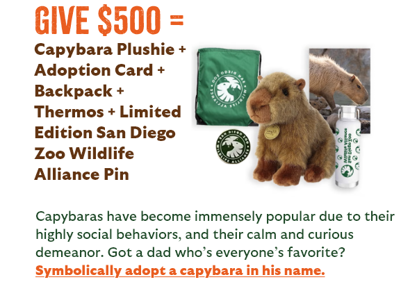 Give $500 = Capybara Plushie + Adoption Card + Backpack + Thermos + Limited Edition San Diego Zoo Wildlife Alliance Pin - Capybaras have become immensely popular due to their highly social behaviors, and their calm and curious demeanor. Got a dad who's everyone's favorite? Symbolically adopt a capybara in his name.