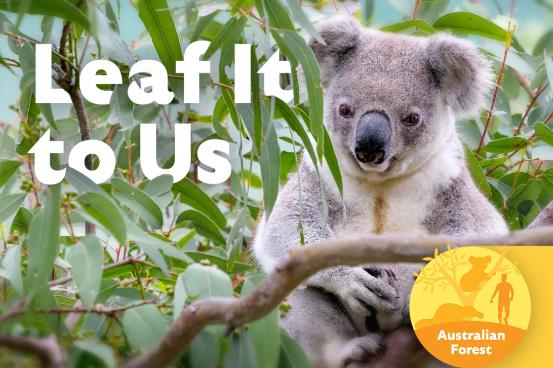 Leaf it to us - Koala Image
