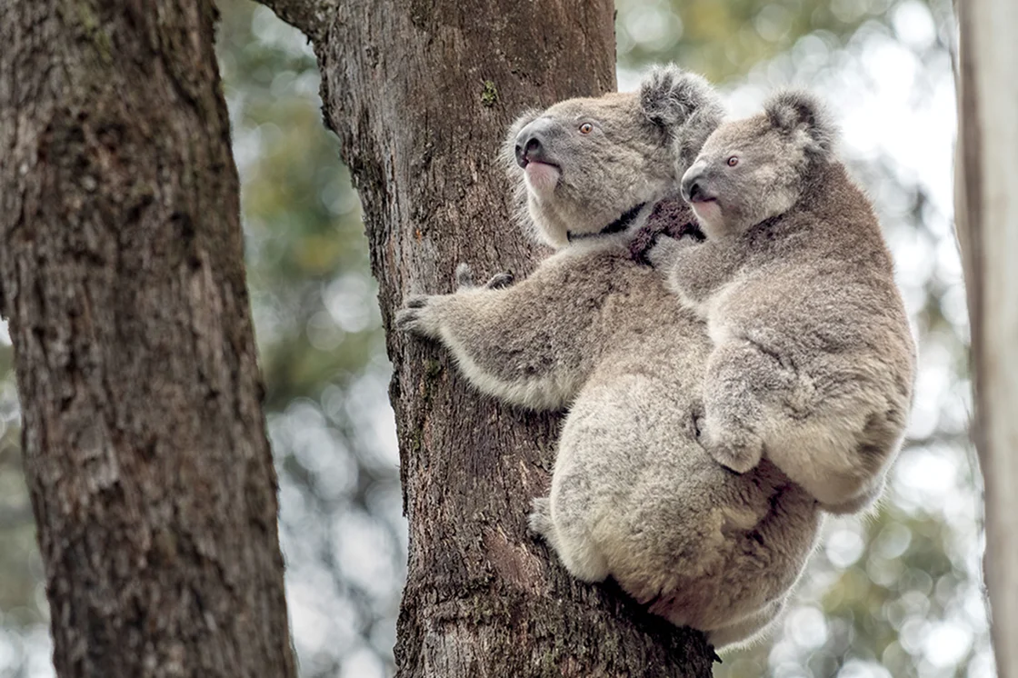 Two Koalas on a tree