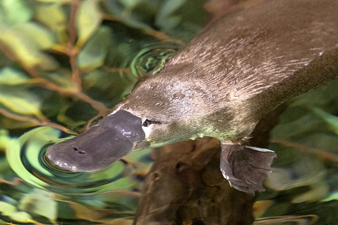 Platypus