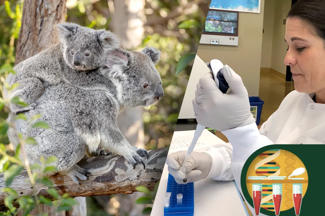 Koala and scientist