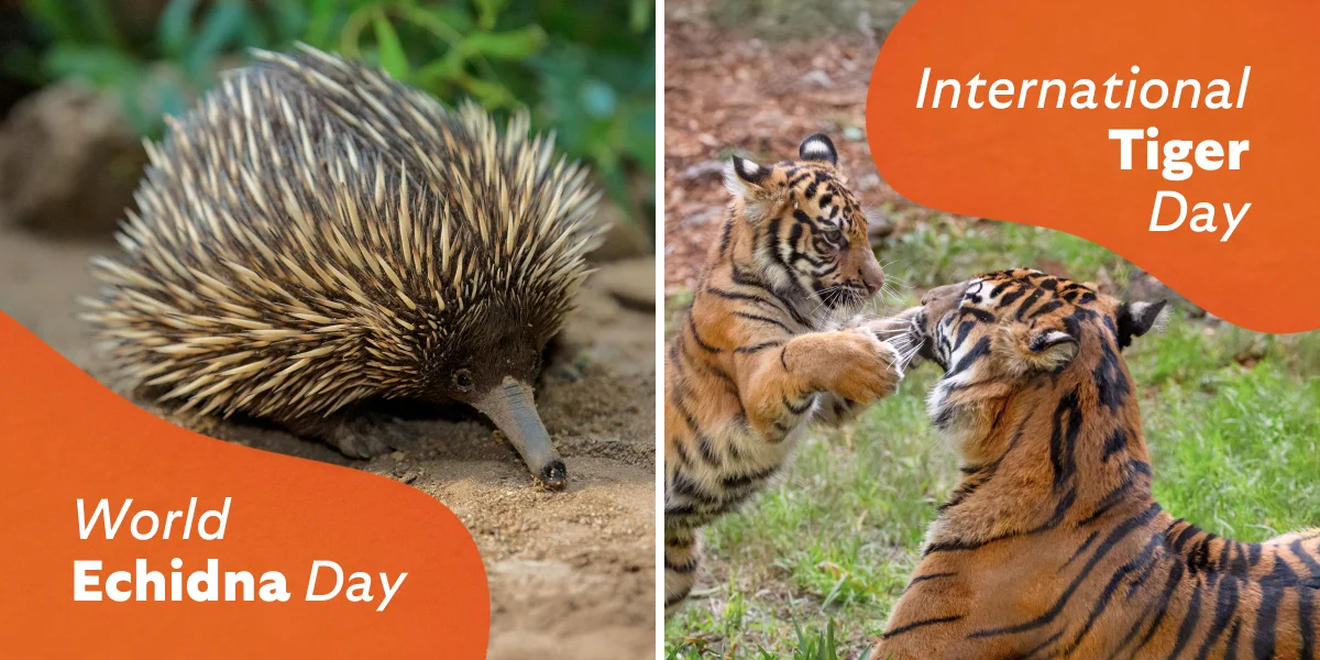 World Echidna day World Tiger day