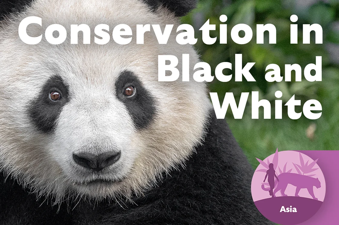 Conservation in Black and White Asia - Image of Panda 