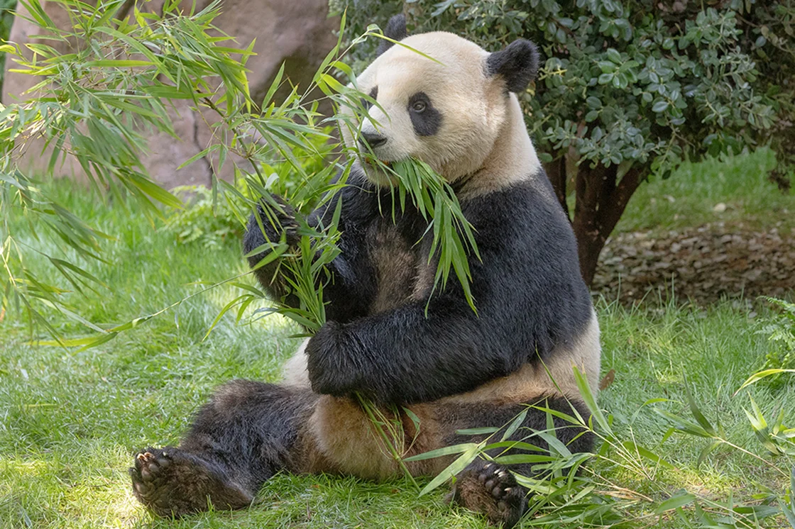 Panda eating bamboo