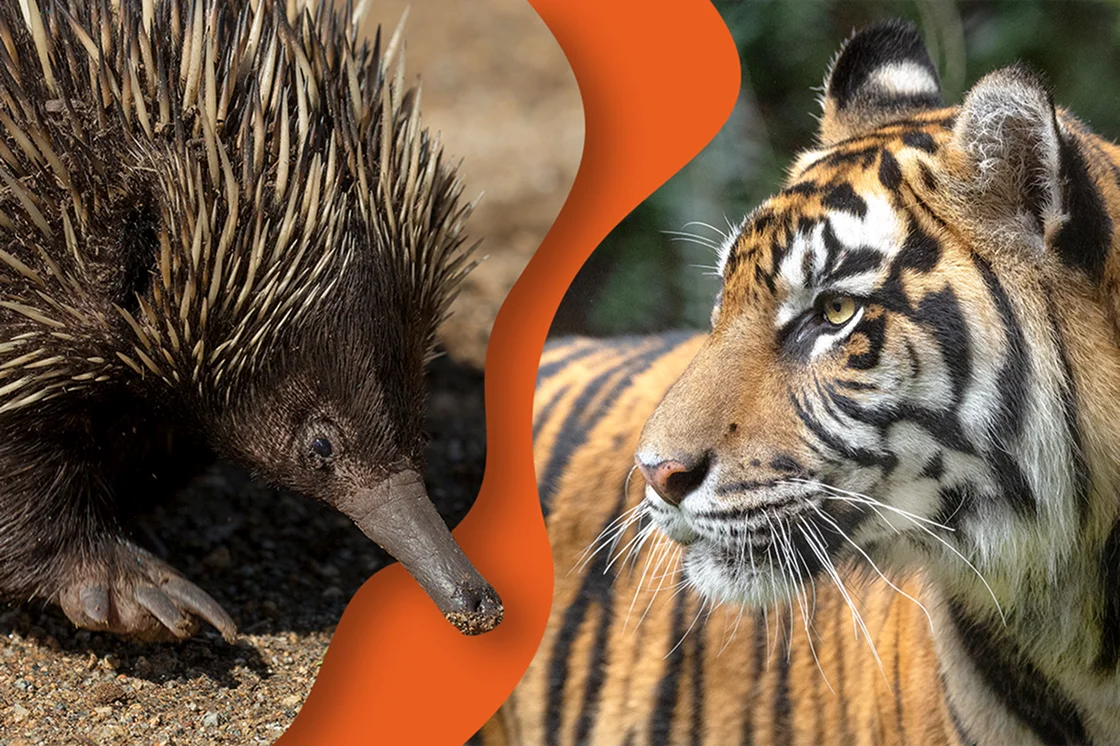 Echidna and Tiger