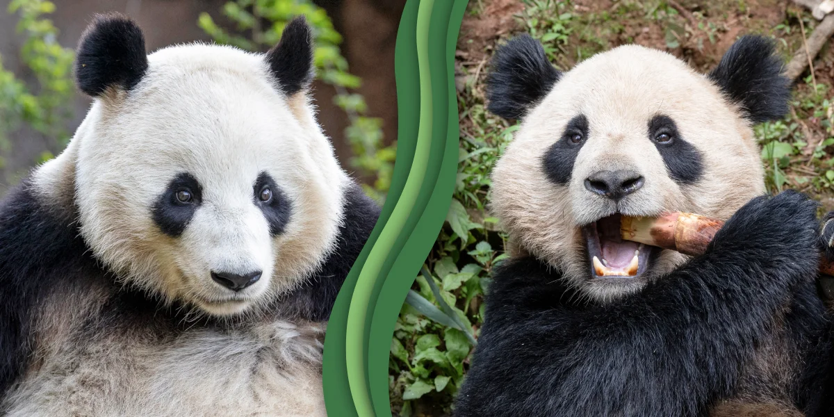 Two Pandas