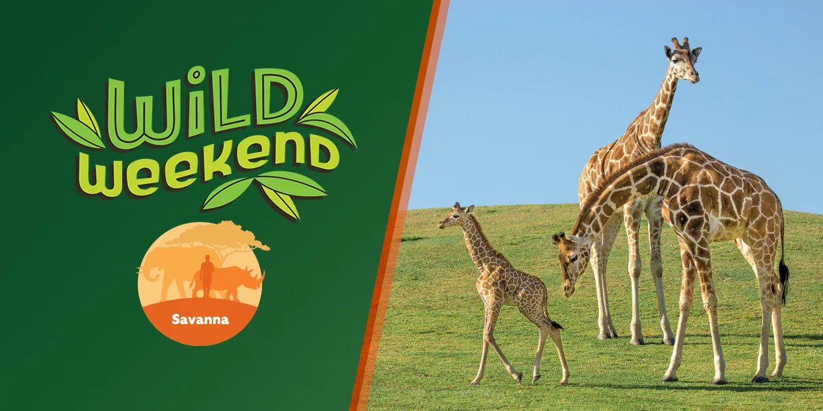 Wild Weekend: Savanna Giraffe