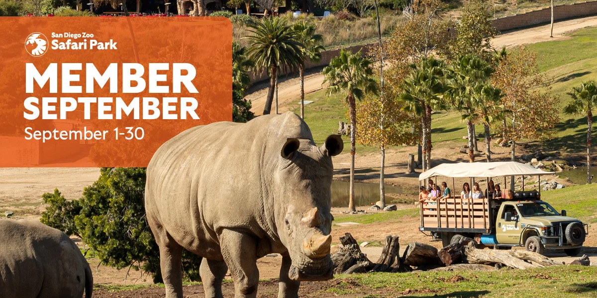 San Diego Zoo Safari Park Member September 1-30 Rhino image