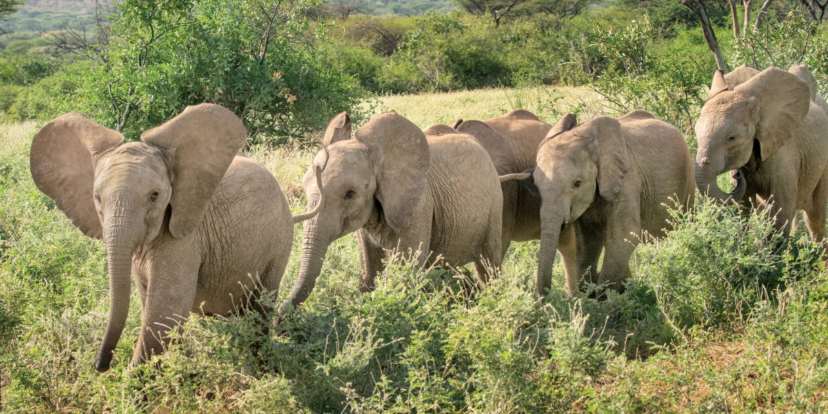 Elephants