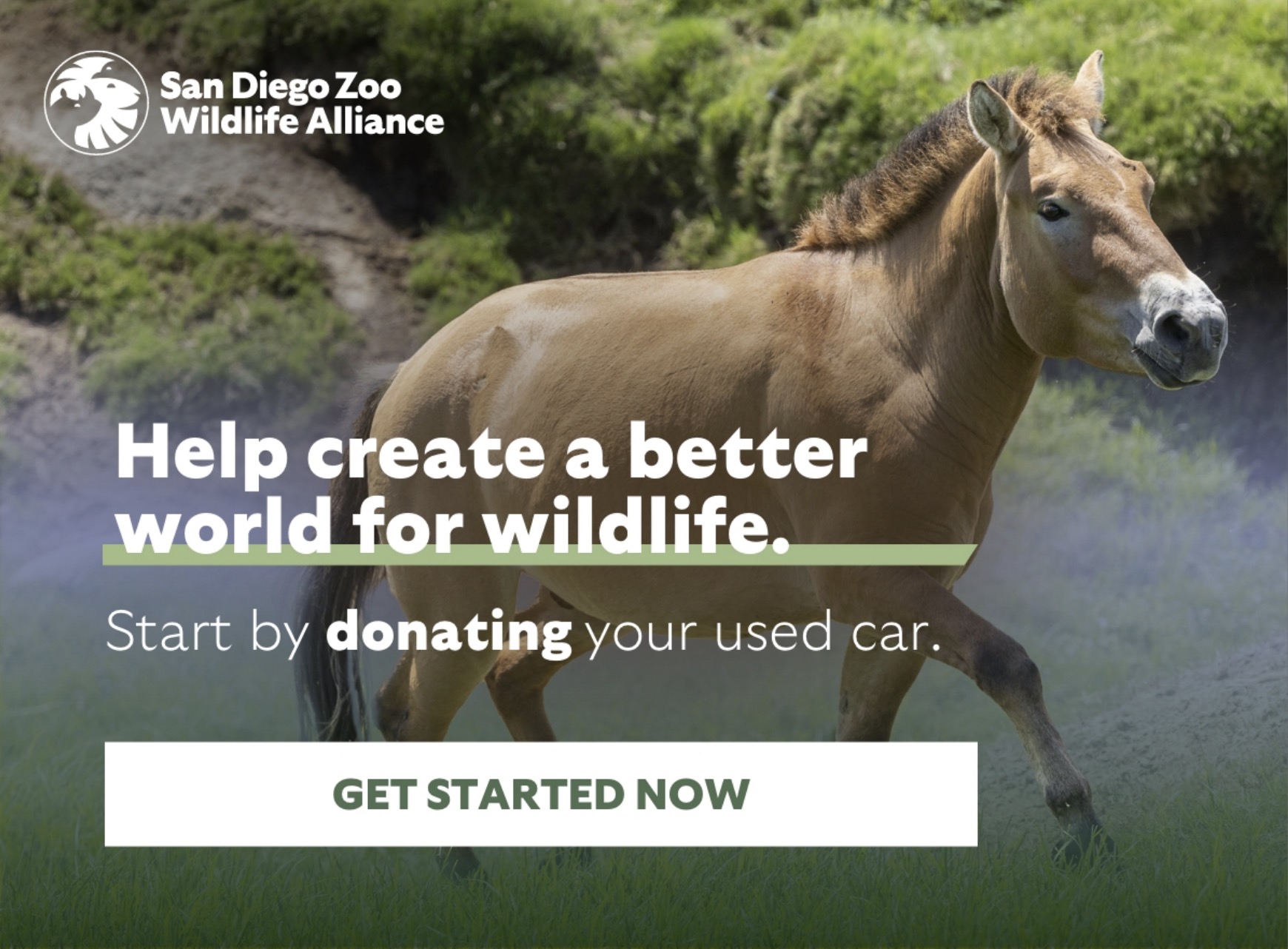Help create a better world for wildlife. Start by donating your used car. Get Started NOW
