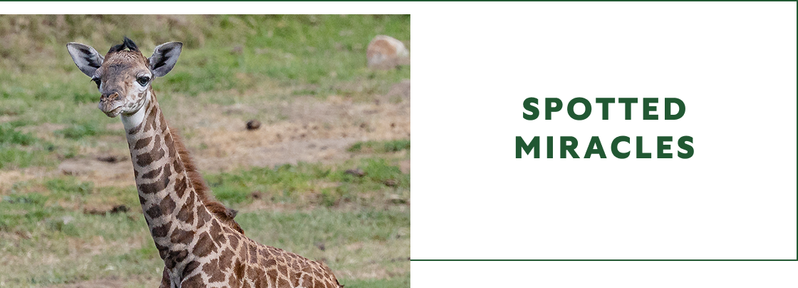 Giraffe Spotted Miracles