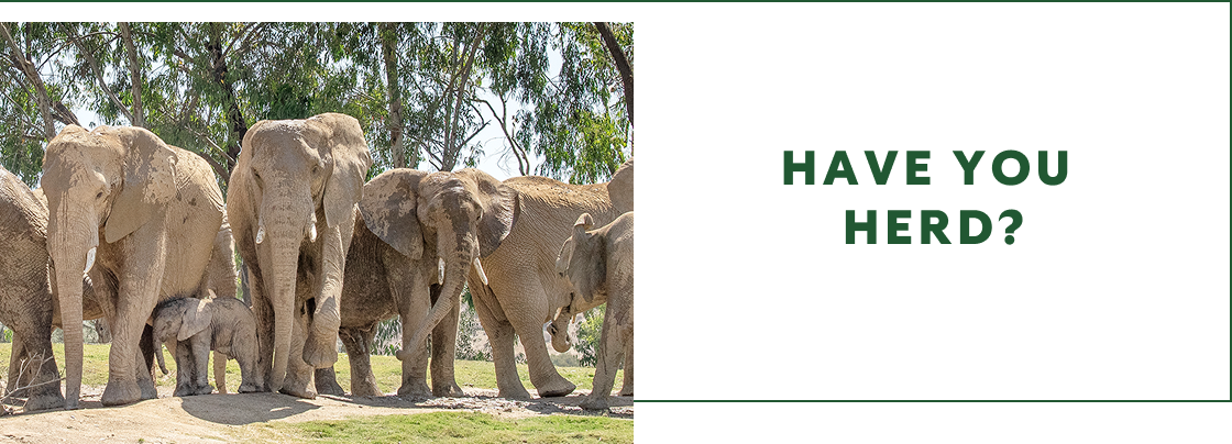 Elephants - Have you herd?