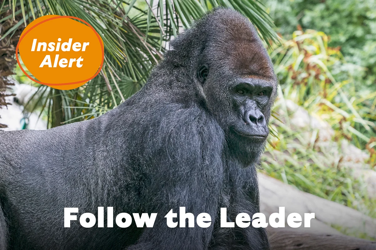 Gorilla - Follow the Leader