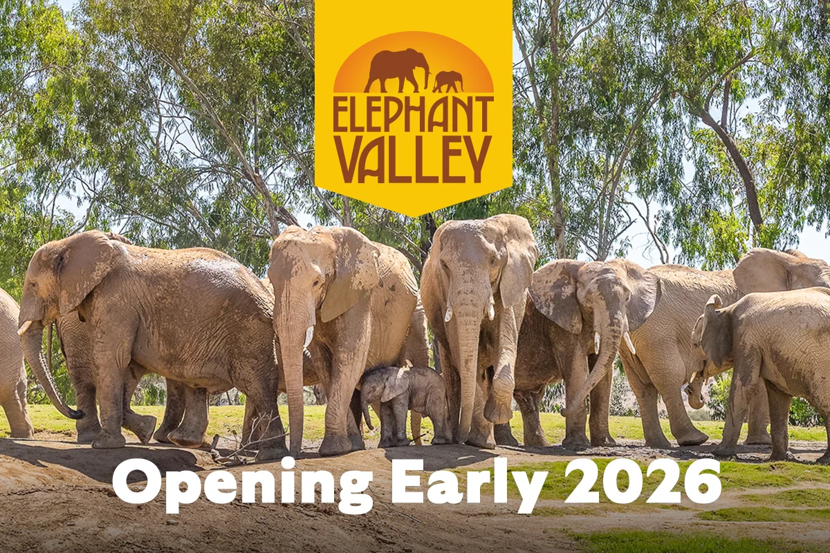 Opening Early 2026 Elephant Valley - image of elephant herd