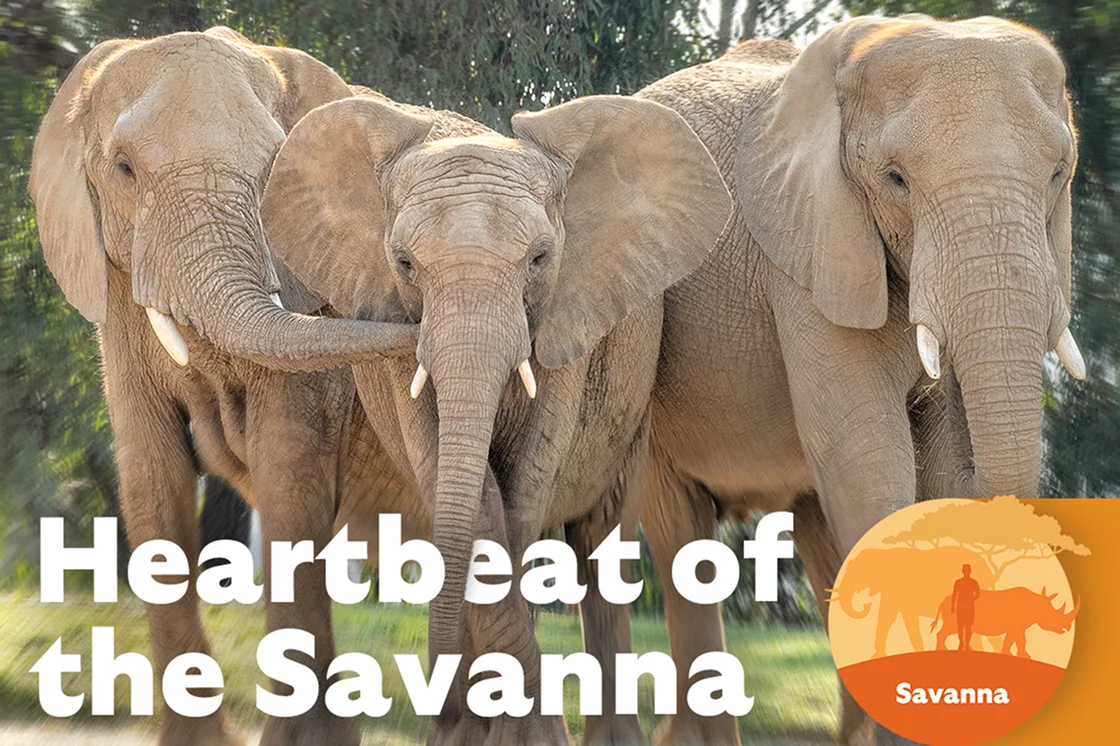 Heartbeat of the Savanna - 3 Elephants