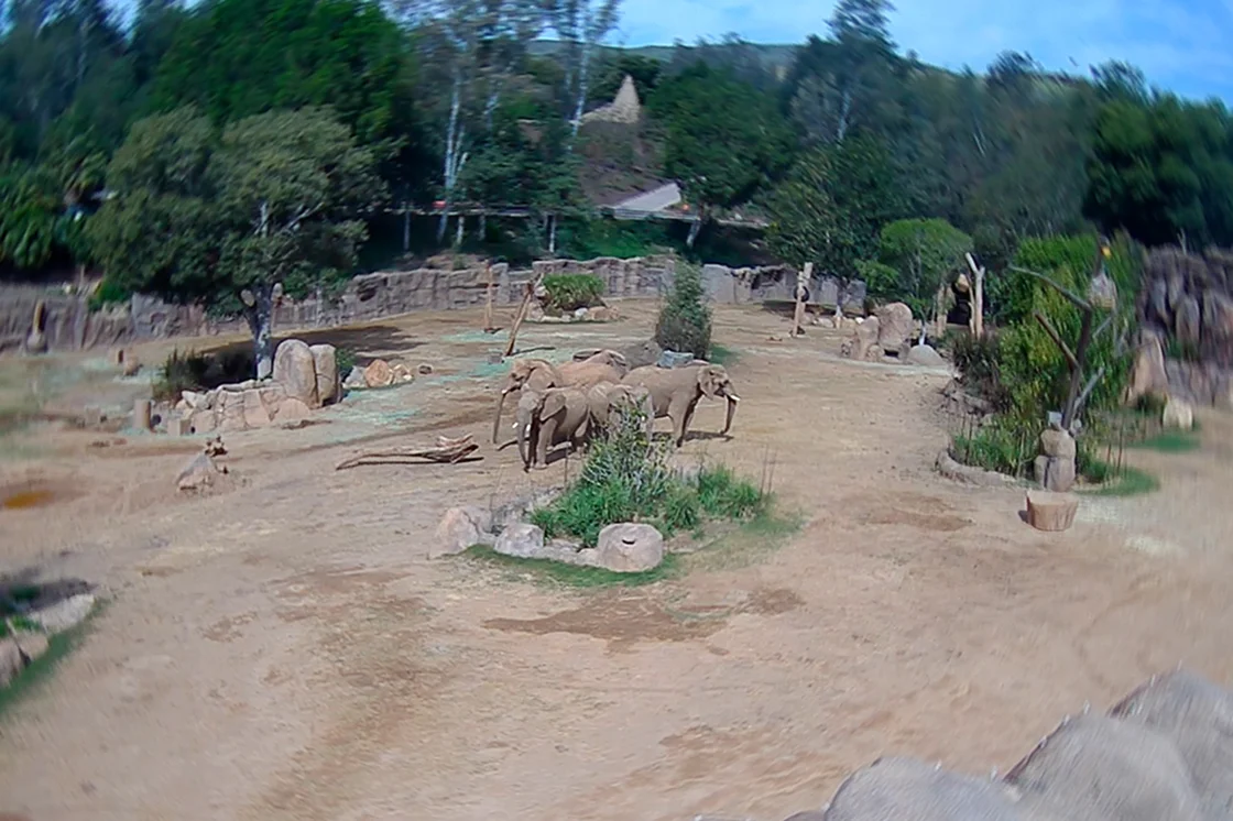 Elephants forming alert circle