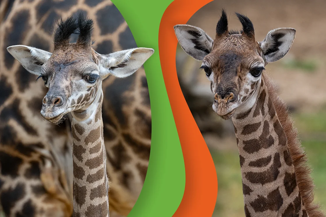 Two Giraffes