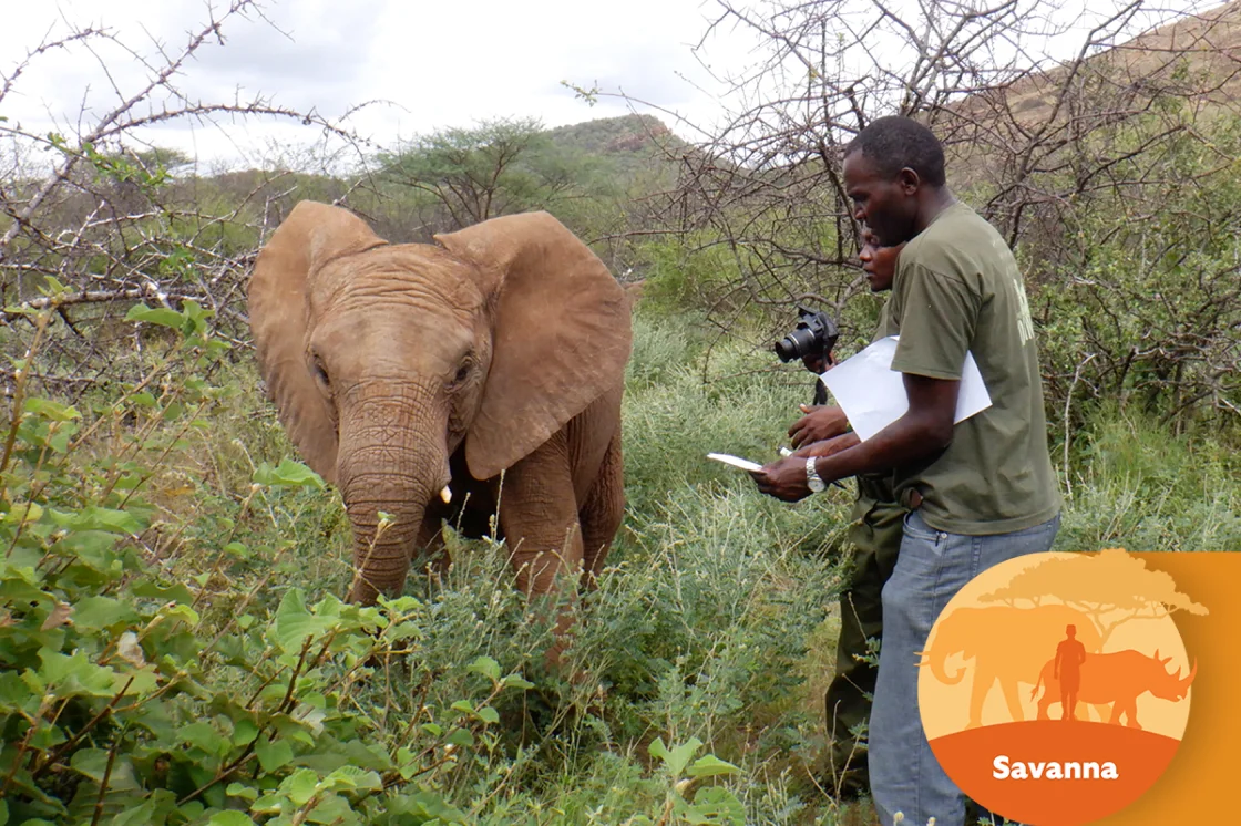 Elephant with researcher - Savanna logo