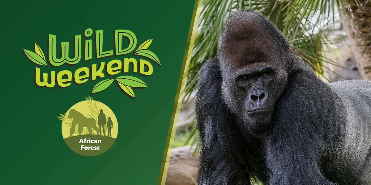 Wild Weekend - Gorilla image