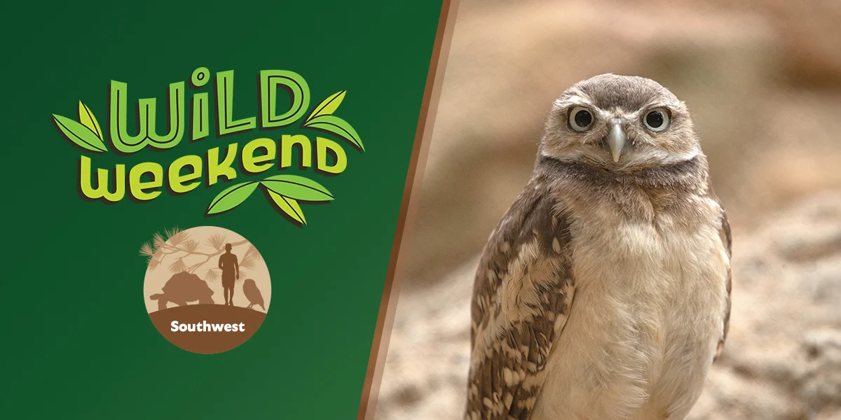 Wild Weekend Southwest owl image