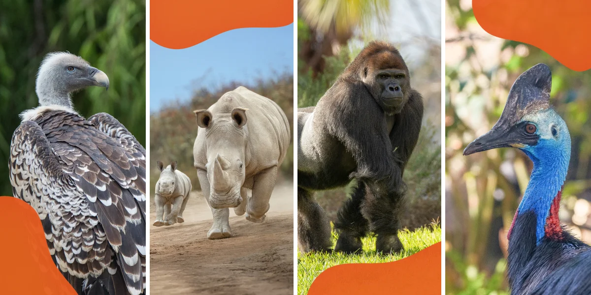 Vulture, rhino, gorilla, peacock