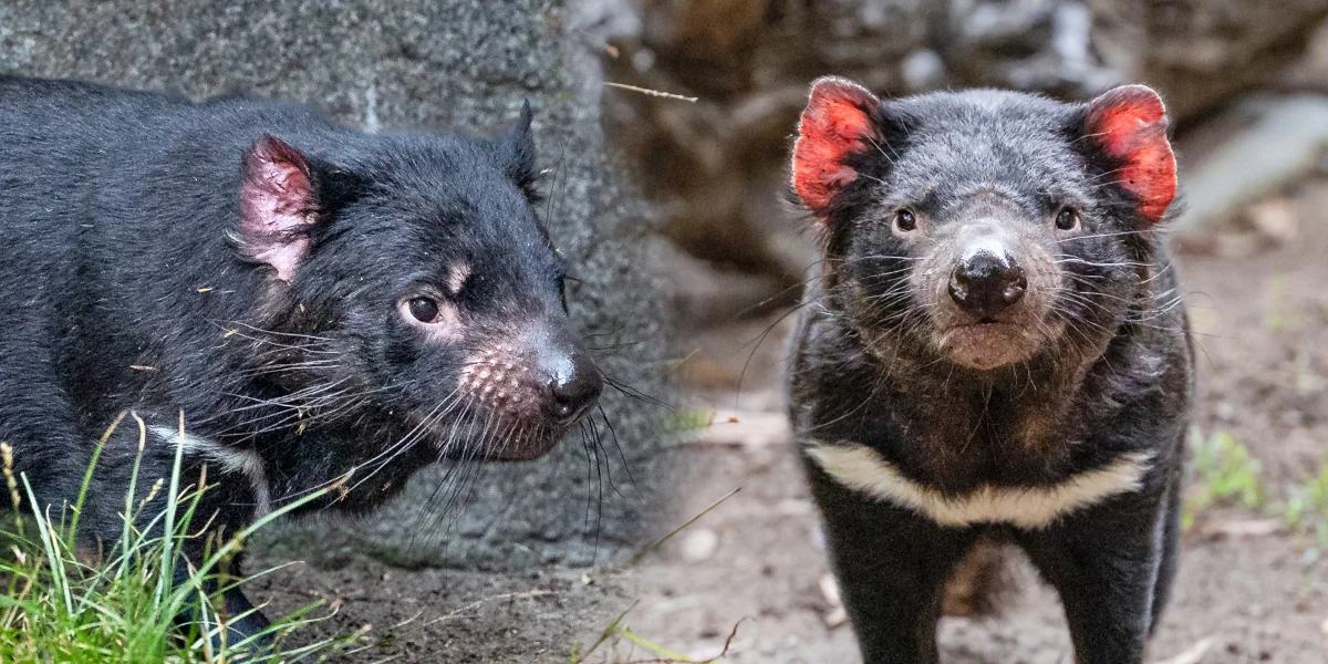 Tasmanian Devils