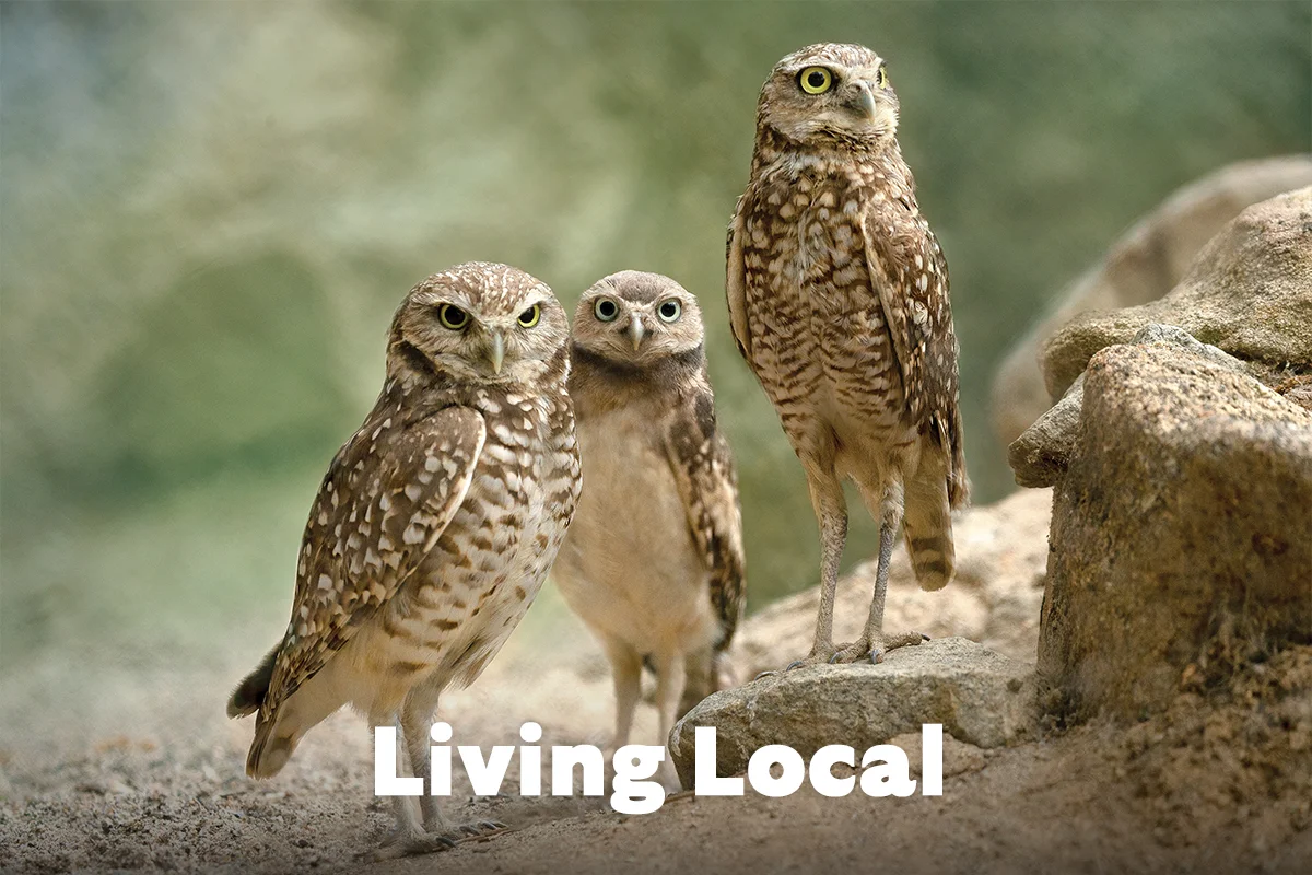 Owls image Living Local