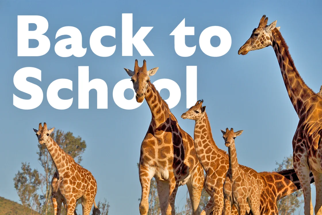 Back to School - Image of Giraffes